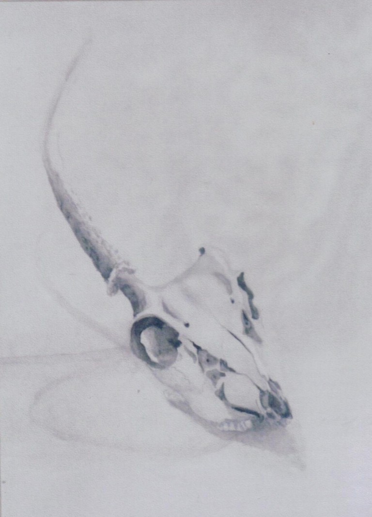 Calf’s Skull Pinkies Art